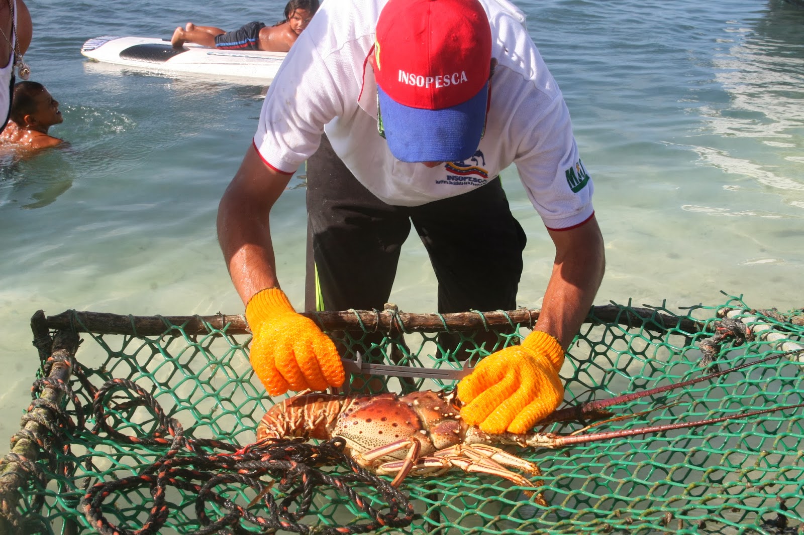 Solo pa’ enchufados… 3 millones cuesta el kilo de langosta en los Roques