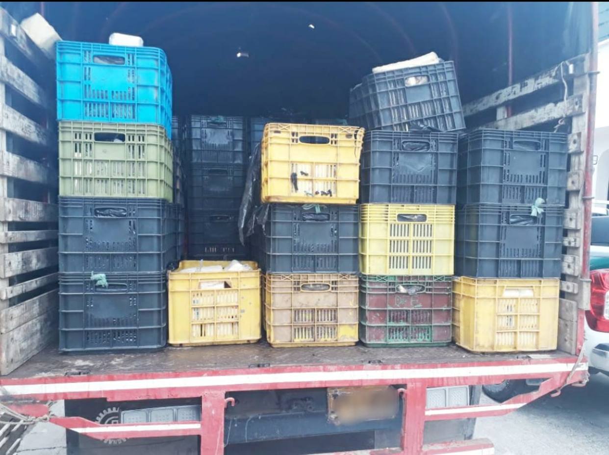 Decomisan más de 2 Toneladas de queso en frontera con Colombia