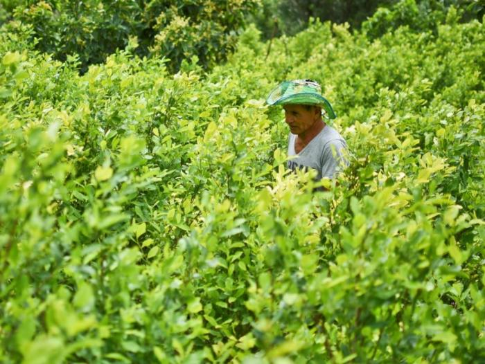 Cocaína colombiana invade el mundo