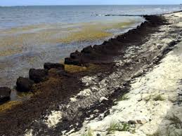 Encontraron “Gran Cinturón de Sargazo” de 20 millones de toneladas en el Golfo de México