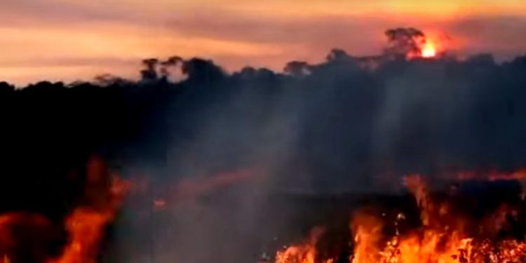 Prevén lanzar un fondo de inversión para proteger el Amazonas