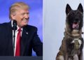 Trump difunde foto del perro que fue clave en captura y muerte del líder del Estado Islámico