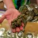 Partidarios del uso de marihuana recreativa presentan informe ante Corte Suprema de Florida