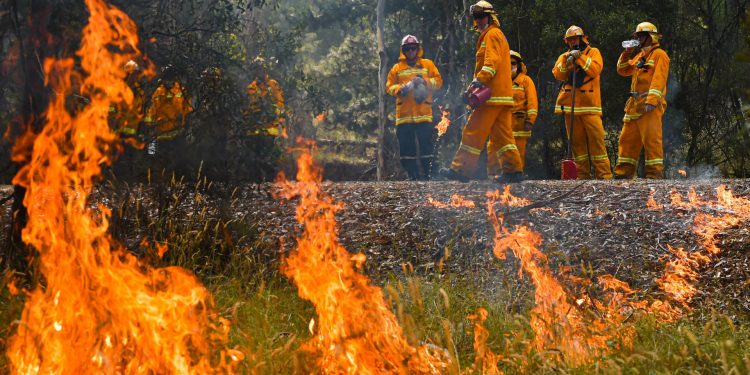 Fuegos de Australia: Los koalas no saben correr