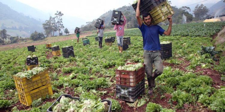 Cutivos se pudren en campos de Venezuela por falta de combustible en medio de pandemia