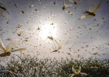 América «empavada»:    Nubes de langostas en el sur y arena del  sahara acompañan al coronavirus