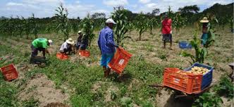 La agricultura campesina en Brasil encuentra financiamiento sin bancos