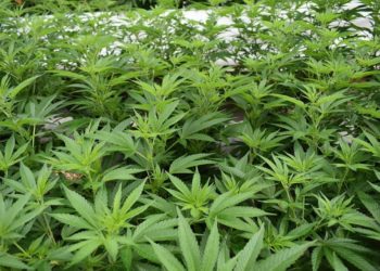 Gobierno argentino legaliza autocultivo de marihuana medicinal