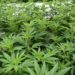 Gobierno argentino legaliza autocultivo de marihuana medicinal