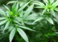 Estos estados votaron para legalizar la marihuana recreativa