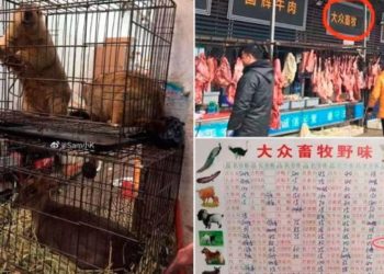 ¿Buscan otra pandemia? Sin control sanitario opera nuevamente Mercado de Wuhan