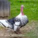 Editorial: Lo que es bueno para el pavo…