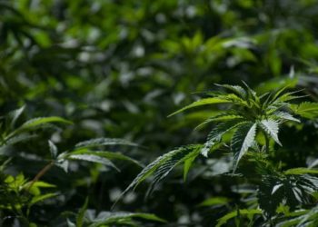ONU reconoce propiedades curativas del cannabis