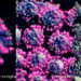 ¡Impactante! La ciencia logra primera imagen tridimensional del COVID-19 (Video)