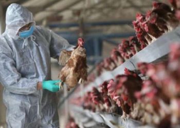 ¿Algo además del COVID-19? Sí, la posibilidad de gripe aviar en humanos