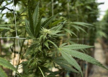 Marihuana legal en México presionará a legisladores de EEUU
