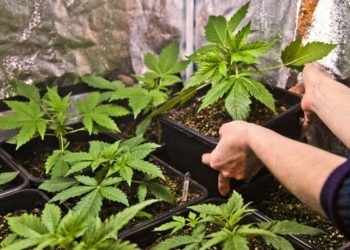 Con la legalización del cannabis México aprovechará su mercado legal