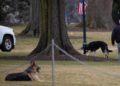 Regresan los perros de Biden a la Casa Blanca