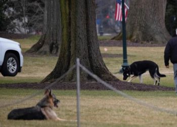 Regresan los perros de Biden a la Casa Blanca