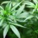 Colombia exportará legalmente cannabis a Gran Bretaña