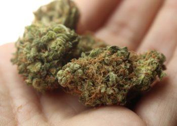 ¿Cómo avanza la legalización de la marihuana en México?