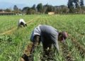 Crisis reduce siembra de vegetales y frutas en Venezuela