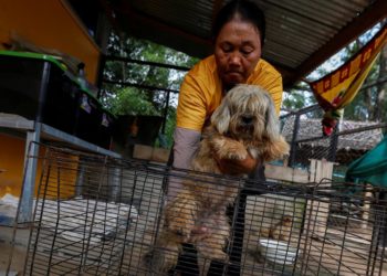 Lo que faltaba: Una variante del Covid-19 transmitidas a humanos por perros