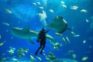Ecosistemas en riesgo: minería se interesa en las riquezas marinas