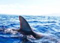 Calentamiento oceánico compromete reproducción de tiburones