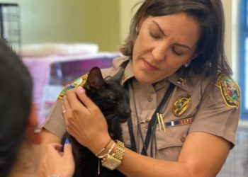 Rescatan a un gato llamado Binx entre los escombros de Surfside