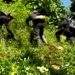 La frontera colombo-venezolana registra la mayor extensión de narcocultivos del mundo
