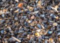 El agobiante calor mata a millones de animales marinos