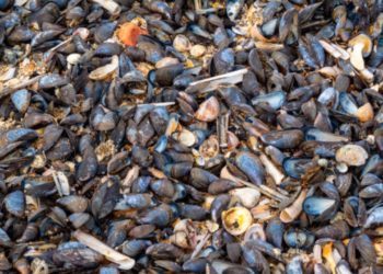 El agobiante calor mata a millones de animales marinos