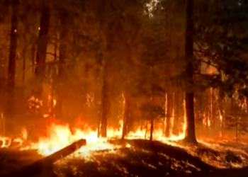 En oeste de EEUU se lucha contra ola de incendios forestales