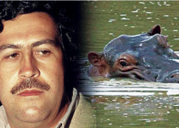 Fallo sin precedentes: dan estatus de «personas» a hipopótamos de Pablo Escobar