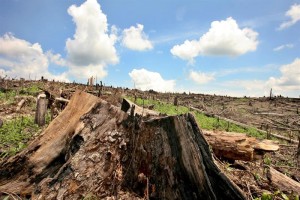Líderes mundiales acuerdan terminar la deforestación para 2030