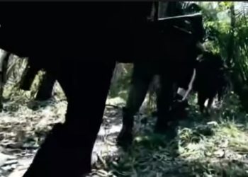 Alertan que Segunda Marquetalia recluta menores en Venezuela