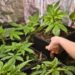 Conozca los países donde el cannabis para uso recreativo es legal