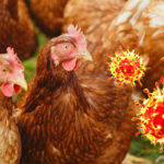Ya van tres reportes de contagio en humanos con gripe aviar: Reino Unido, China y EEUU.