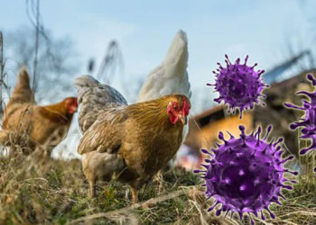 El virus de la gripe aviar H3N8 se han detectado previamente en caballos, perros, aves de corral y focas.