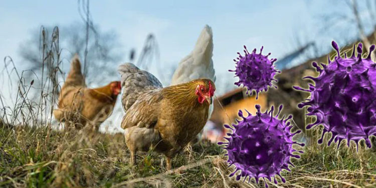 El virus de la gripe aviar H3N8 se han detectado previamente en caballos, perros, aves de corral y focas.