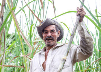 De los 35 centrales azucareros que participaron en la cosecha, finalizada el 20 de mayo, solo tres cumplieron su plan de producción de azúcar.