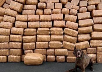 Fichaje de camiones de transporte lleva a la DEA a decomisos récord en frontera con México