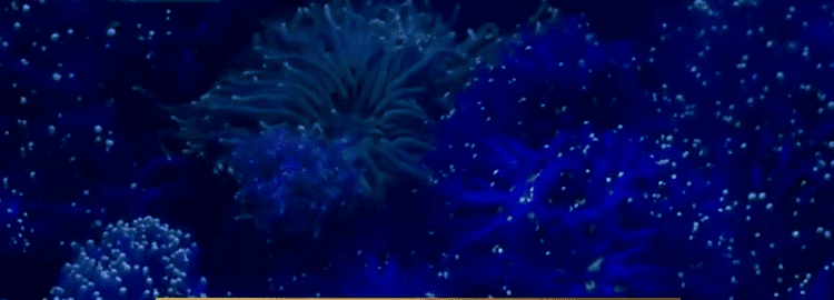 Logran criar especies de coral amenazadas de Florida