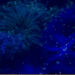 Logran criar especies de coral amenazadas de Florida