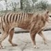 Con ingeniería genética, científicos pretenden revivir el extinto tigre de Tasmania