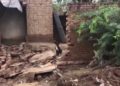 Pakistán declara emergencia nacional: número de muertes se acercan a mil