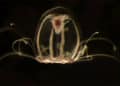 Esta diminuta medusa inmortal se llama Turritopsis Dohrnii.