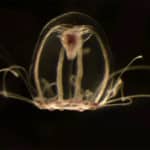 Esta diminuta medusa inmortal se llama Turritopsis Dohrnii.