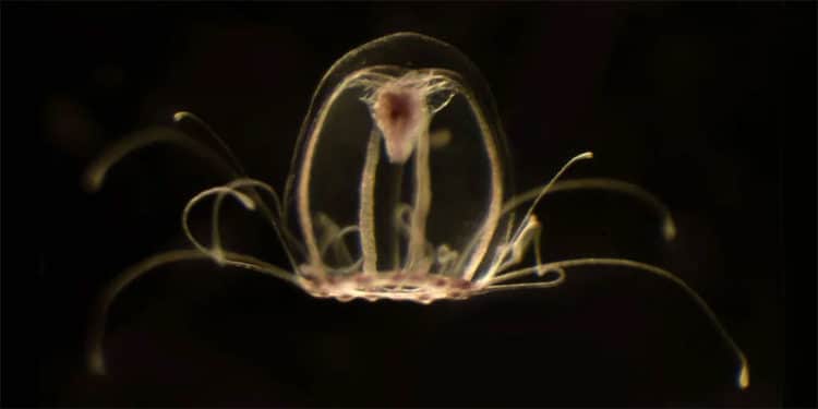 Esta diminuta medusa inmortal se llama Turritopsis Dohrnii.